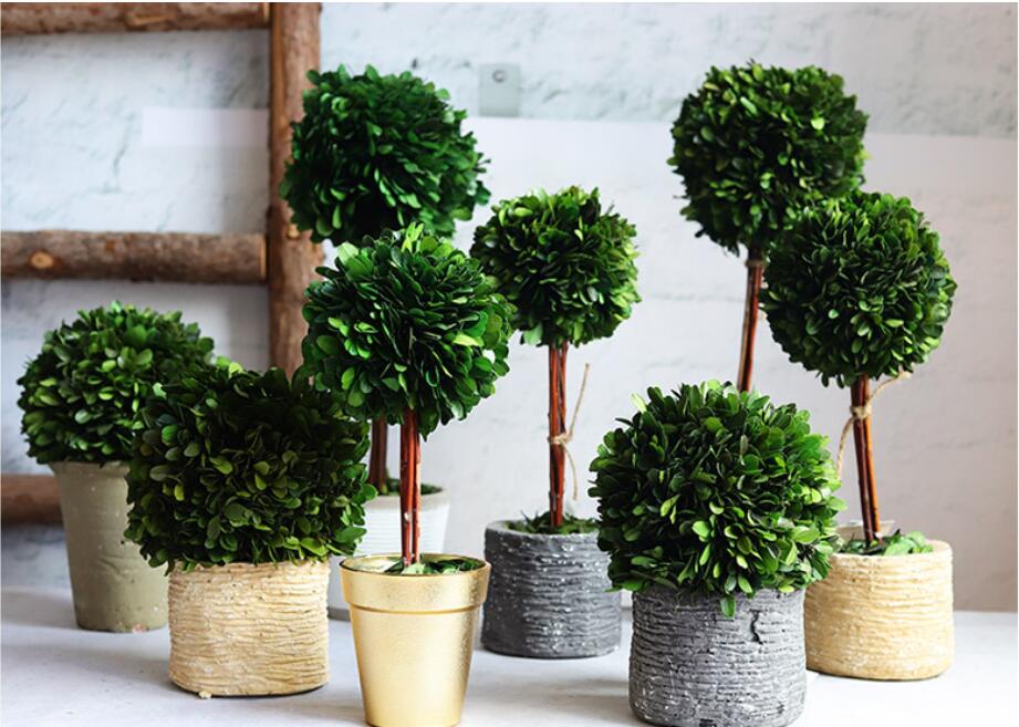 Preserved boxwood ball topiary-1