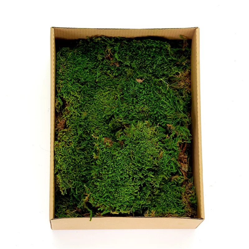 Preserved fern moss