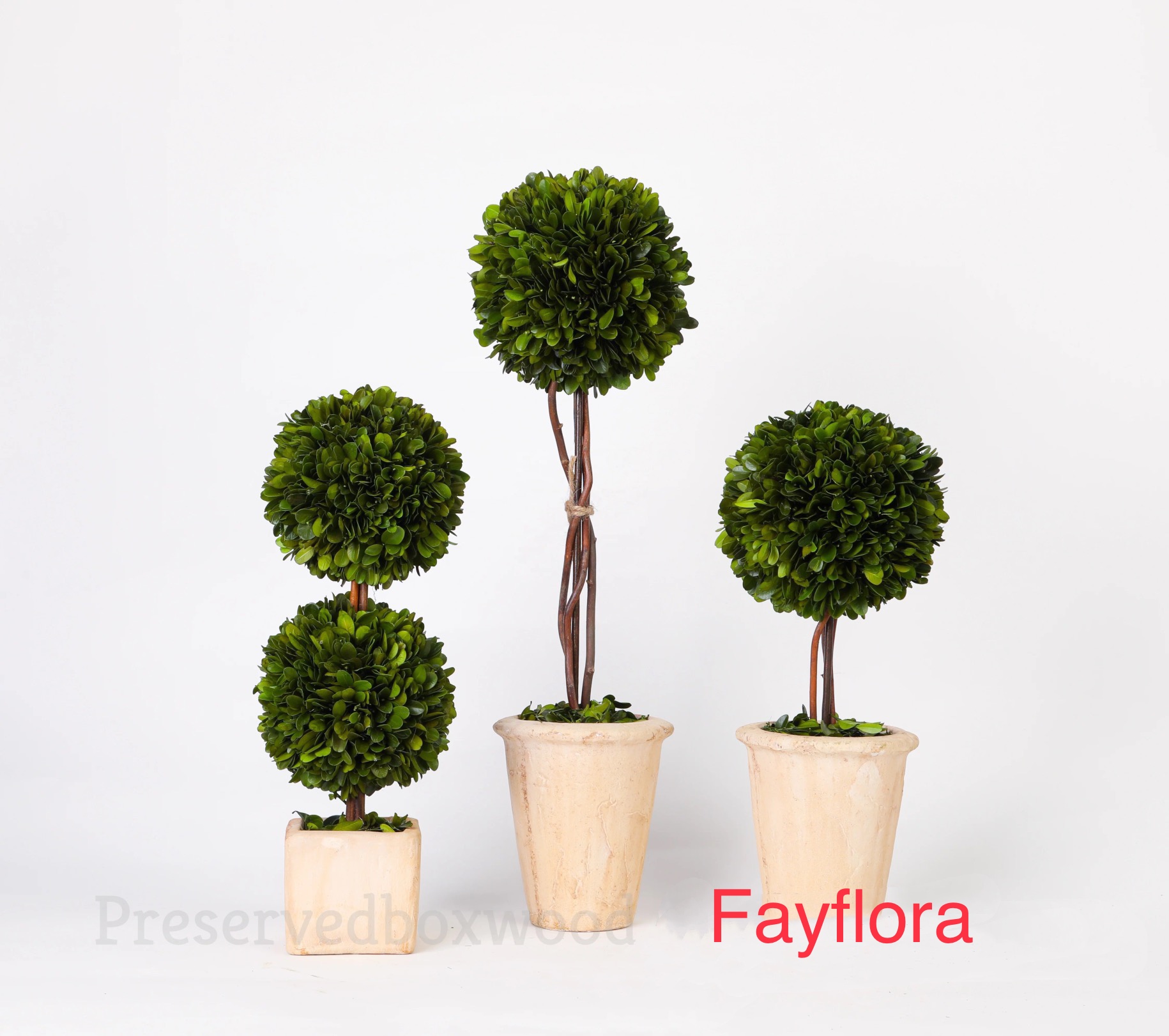 Preserved boxwood topiary