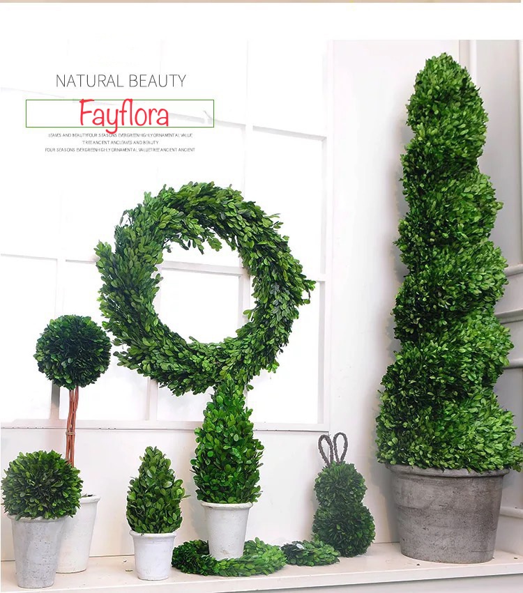 Preserved boxwood topiary