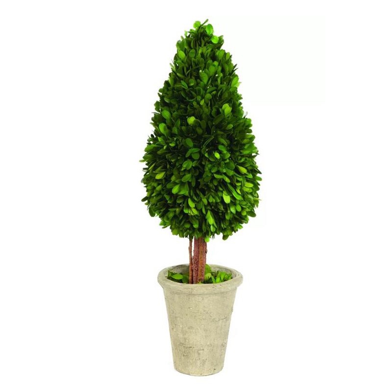 Preserved boxwood topiary