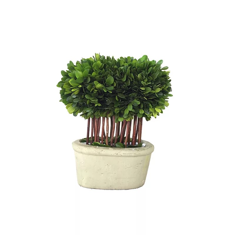 Preserved boxwood topiary