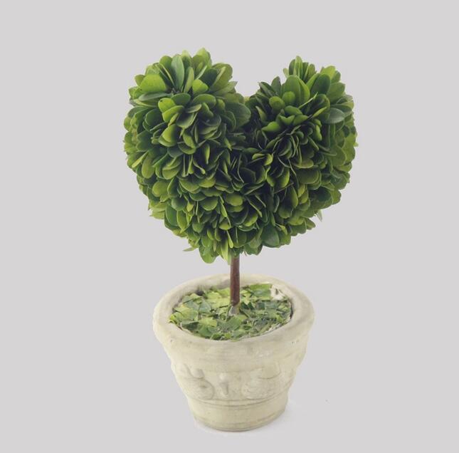 Preserved boxwood topiary